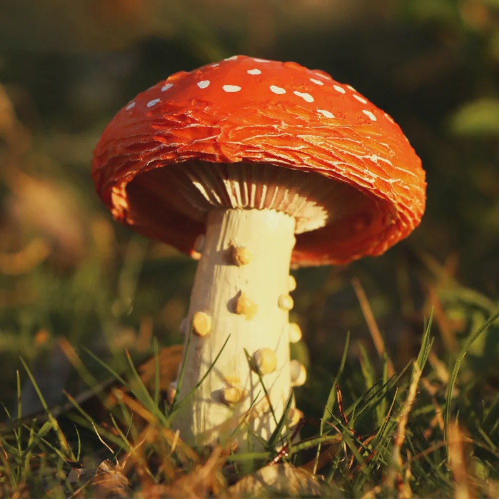 Set van Decoratieve Paddenstoelen Beeldjes - Hars Tuindecoratie Ornamenten