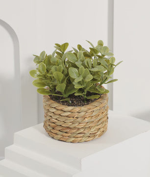 Kunstplant Eucalyptus Gras in Geweven Pot - Groen, 11cm