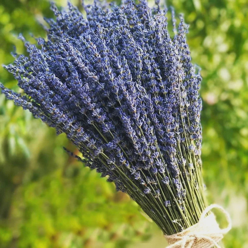 Natuurlijke Gedroogde Lavendel Bundels (50/100 Stuks) - Decoratie & Aromatherapie