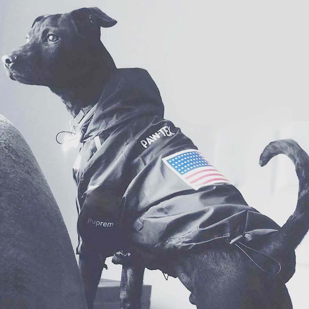 Waterdichte Hondenjas met Capuchon - Reflecterend & Verstelbaar - Voor Kleine tot Grote Honden