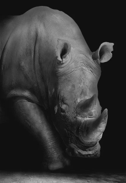 Moderne Canvas Schilderijen met Dieren: Leeuw, Olifant, Zebra & meer - Minimalistische Wanddecoratie