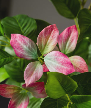 Grote Kunstboom Ficus Magnolia Banyan Nandina - 82-144cm