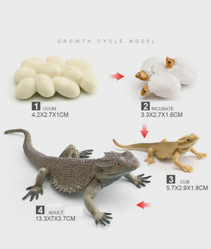 Educatieve Reptielen Levenscyclus Modellen: Kameleon, Baardagaam, Leguaan