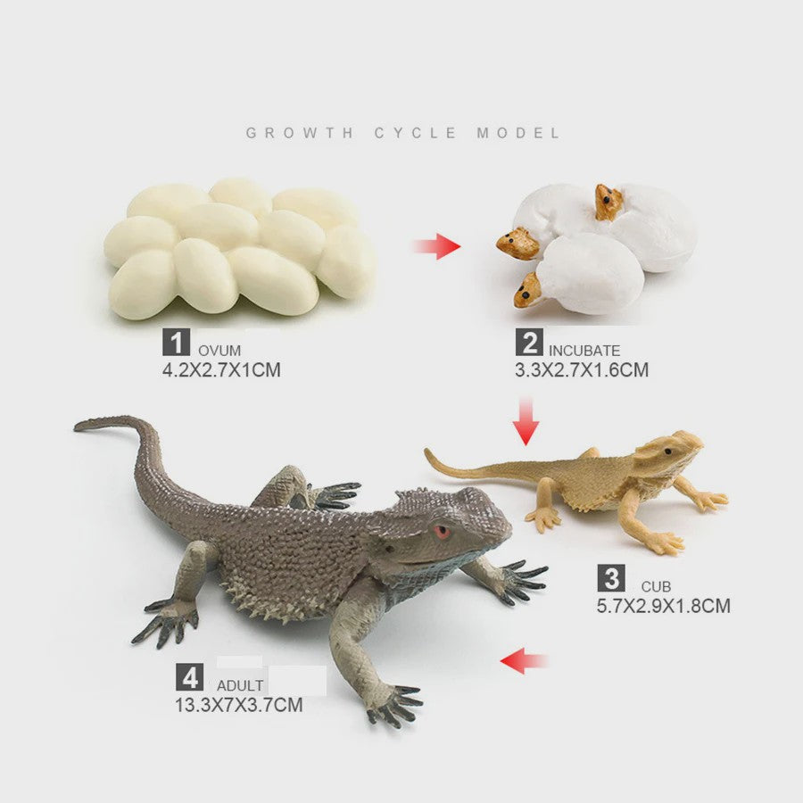 Educatieve Reptielen Levenscyclus Modellen: Kameleon, Baardagaam, Leguaan