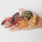 Montessori Levenscyclus Insecten Speelgoed: Spin, Duizendpoot, Schorpioen & Mier