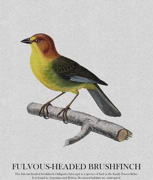 Kleurrijke Vogel Canvas Schilderijen: Kolibrie & Blauwe Ara - Wanddecoratie