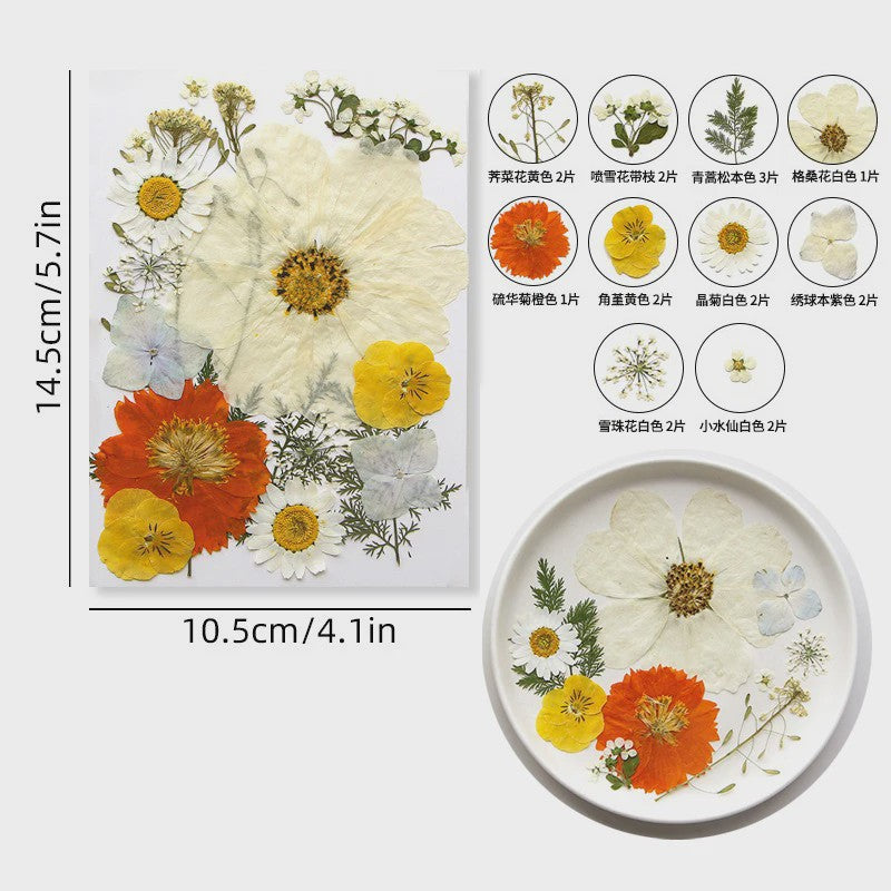 Set Gedroogde Bloemen & Bladeren (16-19 Stuks) - Natuurlijk & Realistisch
