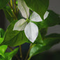 Grote Kunstboom Ficus Magnolia Banyan Nandina - 82-144cm