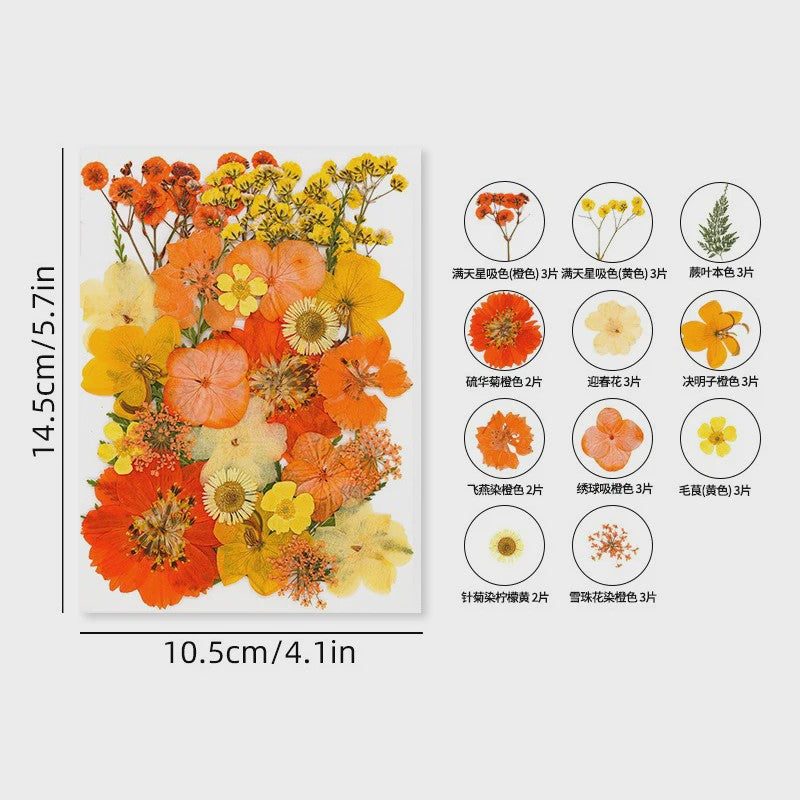 30 Stuks Gedroogde Persbloemen - Natuurlijke Bloemen & Bladeren voor Resin Art, Knutselen en Decoratie