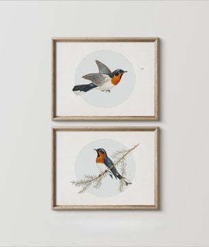 Set van 2 Frameloze Retro Kolibrie Canvas Posters - Landelijke Stijl Wanddecoratie