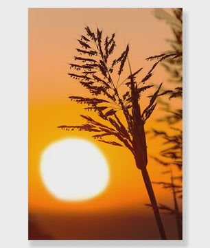 Canvas Poster Set: Leeuw, Giraffe, Olifant, Ballonvaart & Natuurlandschap