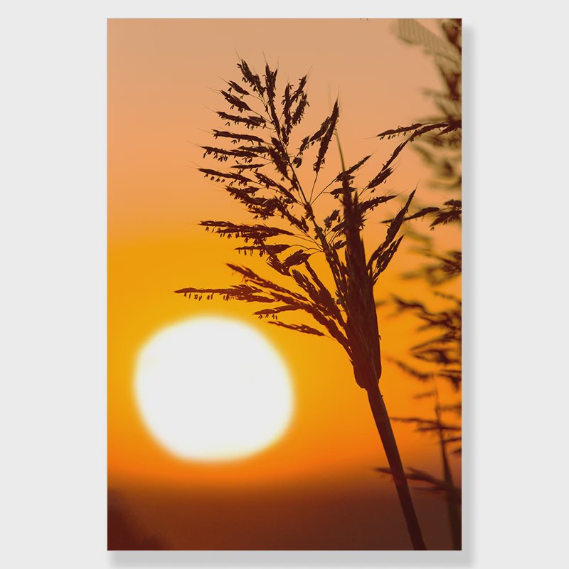 Canvas Poster Set: Leeuw, Giraffe, Olifant, Ballonvaart & Natuurlandschap