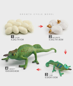 Educatieve Reptielen Levenscyclus Modellen: Kameleon, Baardagaam, Leguaan