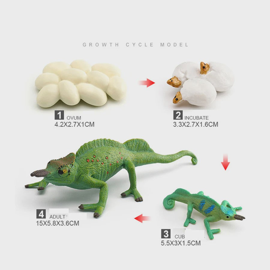 Educatieve Reptielen Levenscyclus Modellen: Kameleon, Baardagaam, Leguaan