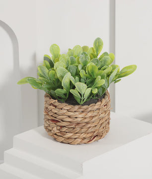 Kunstplant Eucalyptus Gras in Geweven Pot - Groen, 11cm