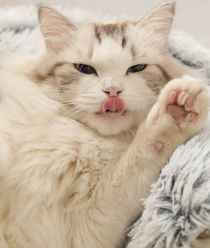 Fluffy Ondersteunend Kattenbed