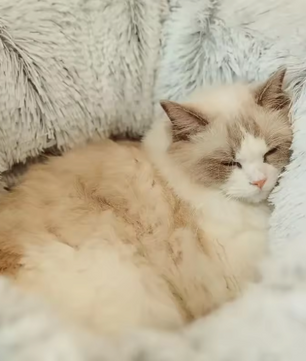 2-in-1 Rond Kattenbed en Kattentunnel – Comfort en Speelplezier in Één