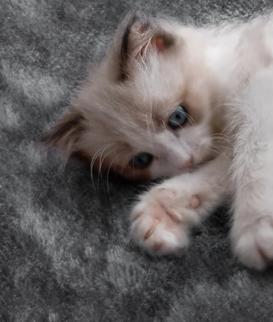 XXL Multi-Niveau Krabpaal – Krabmeubel met Speelhuis, Krabpalen en Gezellig Condo voor Katten