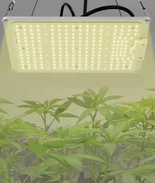 LED Groeilamp voor Kamerplanten – Dimbare Volledig Spectrum LED Plantengroeilamp met 5 Koppen, Lange Levensduur, Lage Geluidsproductie, Perfect voor Kruiden, Bloemen en Groenten