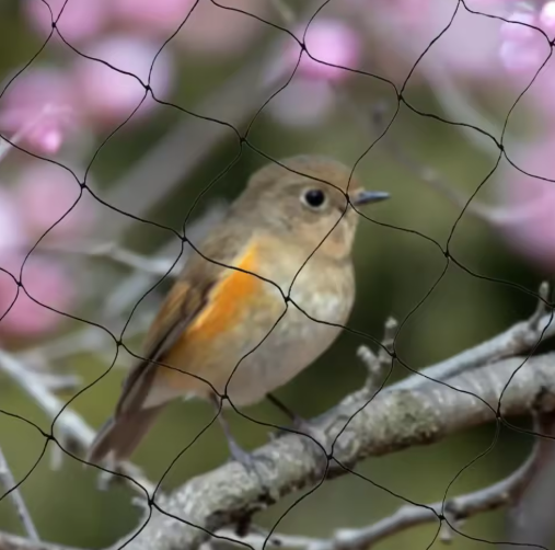 30m x 15m Vogelnet – Sterk en Herbruikbaar Net voor Tuin, Vijver, Fruitbomen en Gewassen