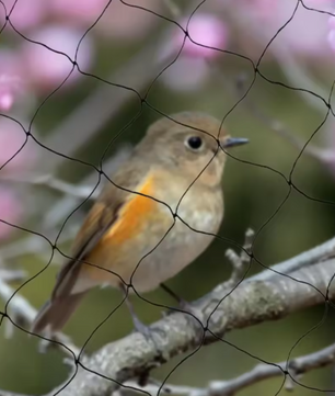 30m x 15m Vogelnet – Sterk en Herbruikbaar Net voor Tuin, Vijver, Fruitbomen en Gewassen