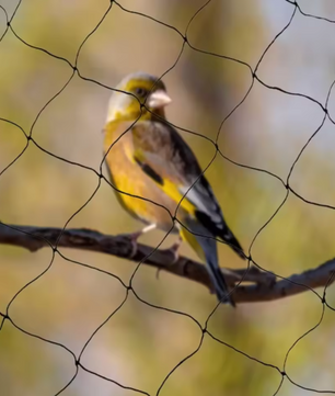 30m x 15m Vogelnet – Sterk en Herbruikbaar Net voor Tuin, Vijver, Fruitbomen en Gewassen