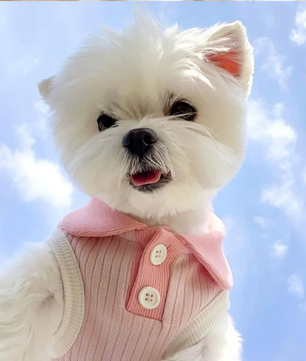 Zomer Hond Poloshirt – Ademend, Modieus & Comfortabel