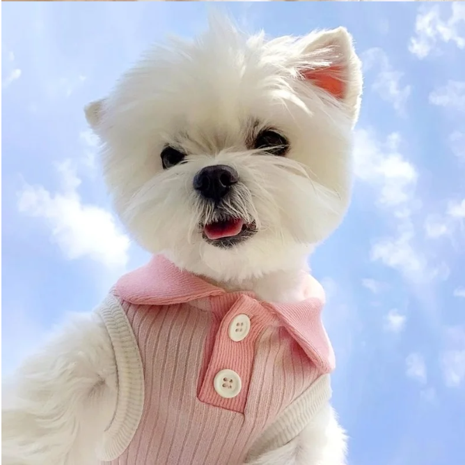 Zomer Hond Poloshirt – Ademend, Modieus & Comfortabel