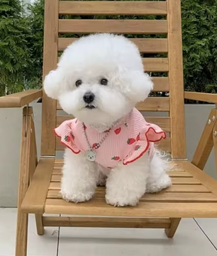Zomer Honden T-shirt met Aardbeienprint – Ademend & Comfortabel