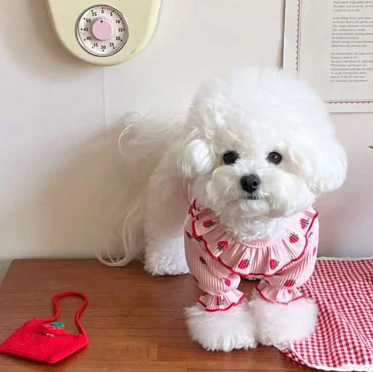 Zomer Honden T-shirt met Aardbeienprint – Ademend & Comfortabel