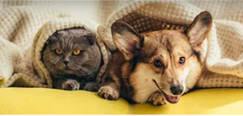 Dubbelzijdige Honden- & Kattenborstel – Onderwolverwijderaar & Ontklitkam