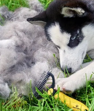 Dubbelzijdige Honden- & Kattenborstel – Onderwolverwijderaar & Ontklitkam