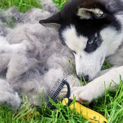 Dubbelzijdige Honden- & Kattenborstel – Onderwolverwijderaar & Ontklitkam