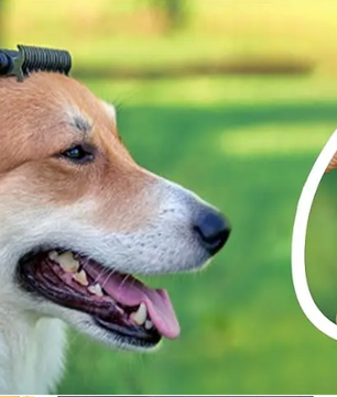 Dubbelzijdige Honden- & Kattenborstel – Onderwolverwijderaar & Ontklitkam