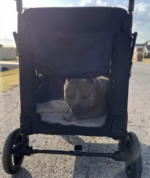Grote Huisdierkinderwagen – Opvouwbare Buggy voor Honden & Katten, Verstelbaar Handvat