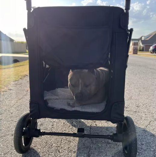 Grote Huisdierkinderwagen – Opvouwbare Buggy voor Honden & Katten, Verstelbaar Handvat