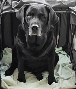 Grote Huisdierkinderwagen – Opvouwbare Buggy voor Honden & Katten, Verstelbaar Handvat