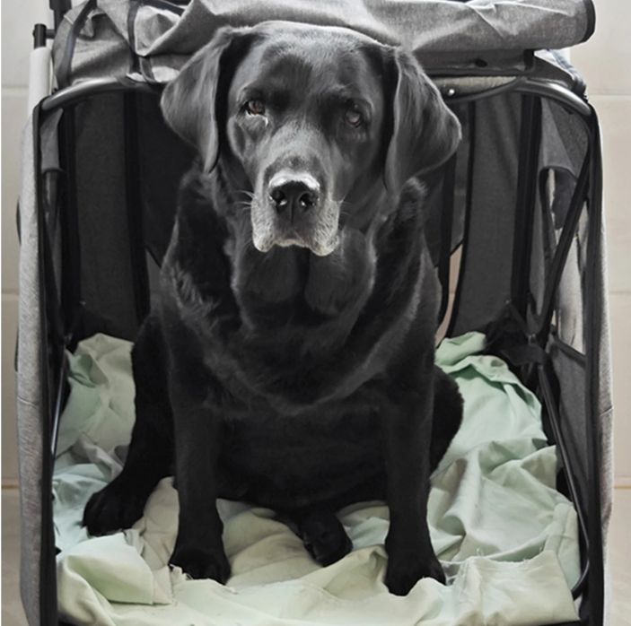 Grote Huisdierkinderwagen – Opvouwbare Buggy voor Honden & Katten, Verstelbaar Handvat