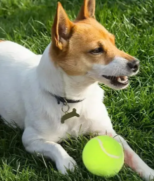 Automatische Ballenwerper voor Honden – Interactief Speelgoed met 3 Afstandsinstellingen