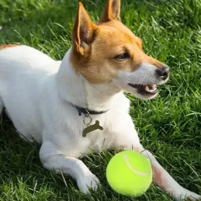 Automatische Ballenwerper voor Honden – Interactief Speelgoed met 3 Afstandsinstellingen