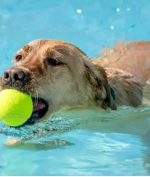 Automatische Ballenwerper voor Honden – Interactief Speelgoed met 3 Afstandsinstellingen