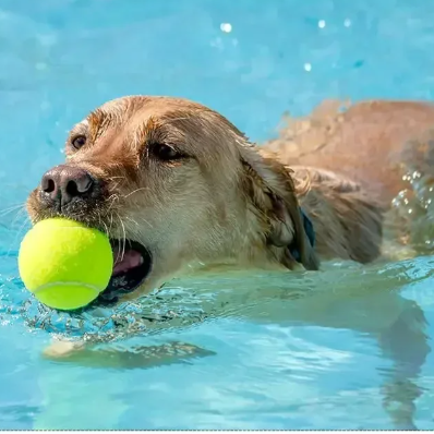 Automatische Ballenwerper voor Honden – Interactief Speelgoed met 3 Afstandsinstellingen