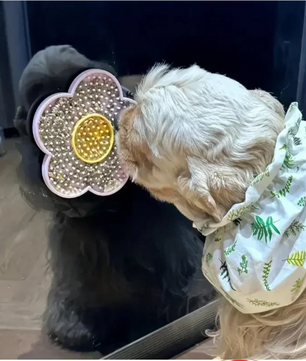 Zonnebloem Lickmat Hond & Kat – Siliconen Likplaat, Stressverlagend en Leuk
