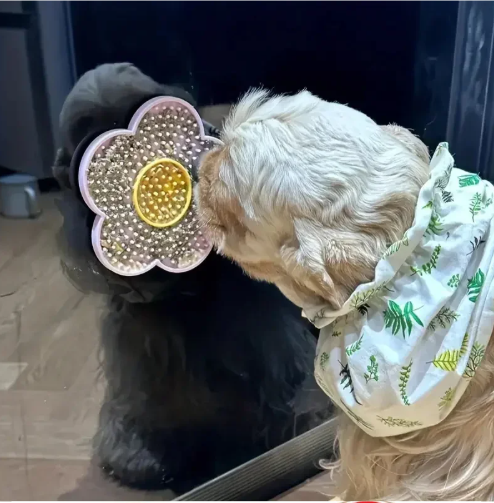 Zonnebloem Lickmat Hond & Kat – Siliconen Likplaat, Stressverlagend en Leuk