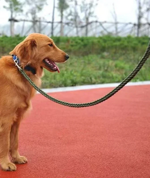 Sterke Nylon Hondenriem – Gevlochten Trekkabel voor Middelgrote & Grote Honden