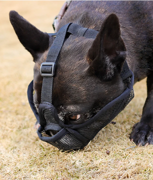 Ademende Hondensnuit – Anti-Bijt Snuit voor Bulldogs & Kortharige Rassen