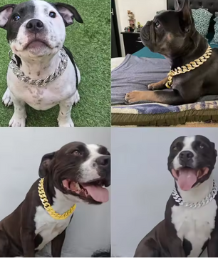 Luxe Hond & Kat Halsband – ABS Ketting met Diamantlook, Lichtgewicht & Comfortabel