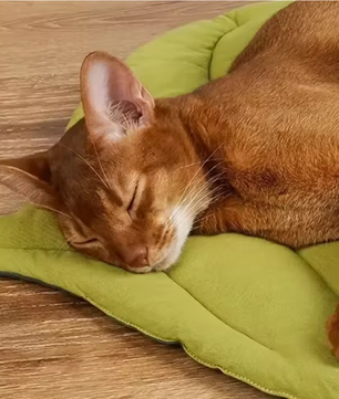 Kattenbed Bladvorm – Zachte Antislip Slaapmat & Wasbaar Huisdierkleed