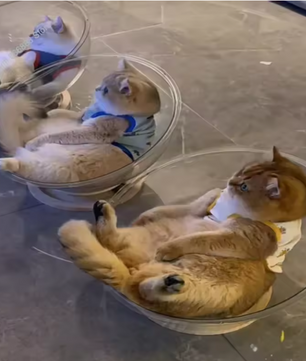 Universeel Kattenbed met Capsule – Afneembare Hangmat & Comfortabel Slaapnest