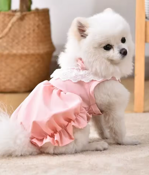 Kattenjurk met Kant – Zachte Zomer Prinses Rok voor Katten & Kleine Honden